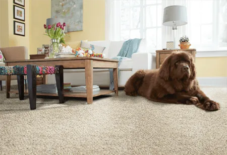 STAINMASTER Pet Protect carpet gift Christmas Pride Floors
